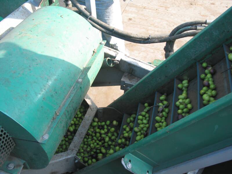 olives loading up on the conv.  belt
