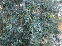 the Lecchino Olive ripening from green to purple