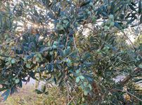 the Lecchino Olive ripening from green to purple