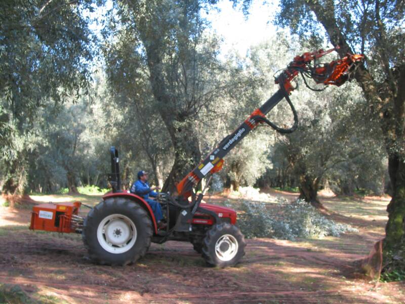 although the coop evoo is picked by hand, this is the method used to harvest olives that are used for industrial milling