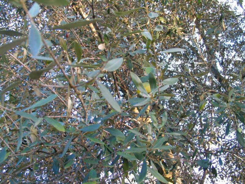did you know that the olive tree is an evergreen tree?