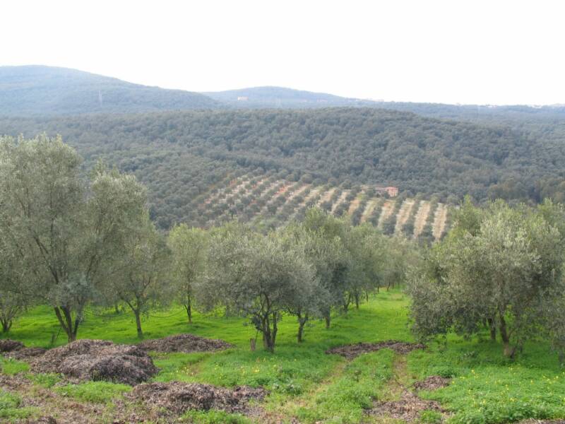 Pellegrino Olive Orchards int foothills of the Aspromonte and the plains of Gioia 
