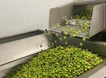 green olives